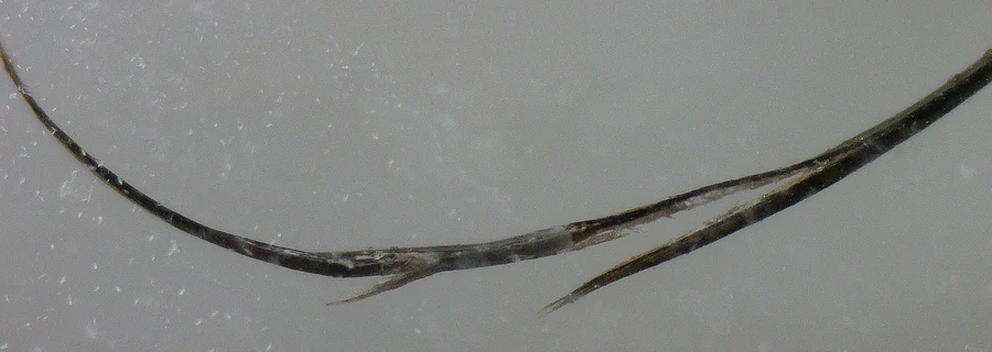 Magnified dark hair splitting lengthwise into two strands