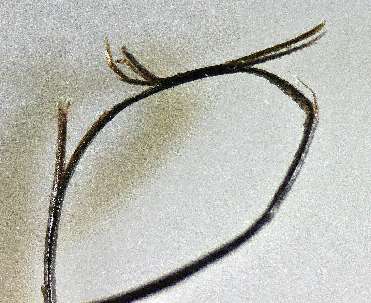 Magnified dark human hair with several split ends fraying apart along the shaft