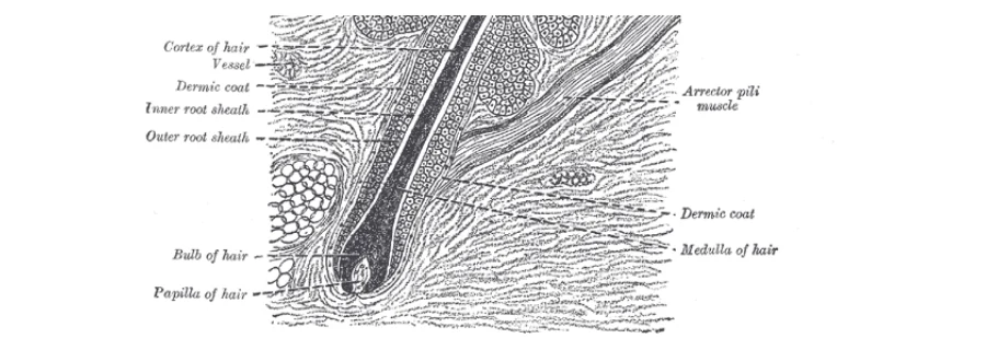 Gray's Anatomy illustration of a hair follicle in the skin, with the bulb and the papilla of the hair labelled