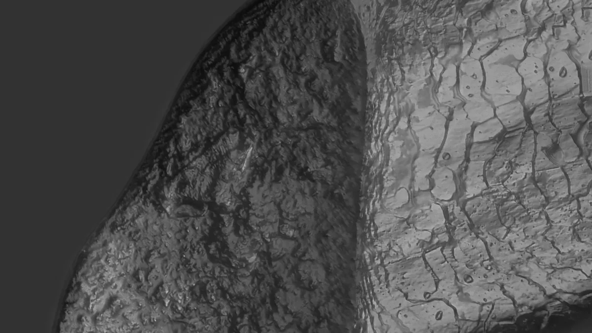Differential interference contrast micrograph of a cut human hair, with the edges of the cuticle scales visible as a net of fine lines