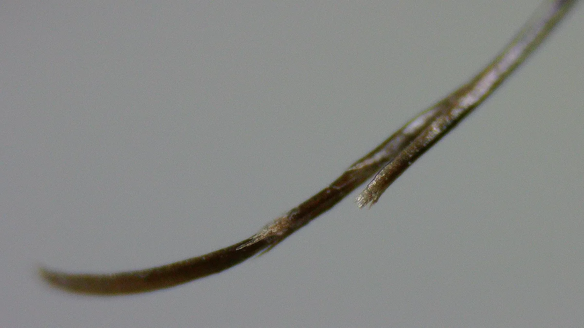 A single hair with a split end, the shaft divided lengthwise into two strands near its tip