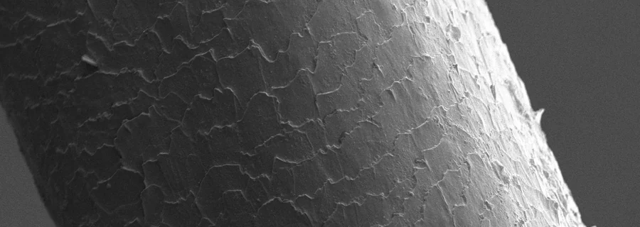 Overlapping cuticle scales on the surface of a human hair under a scanning electron microscope