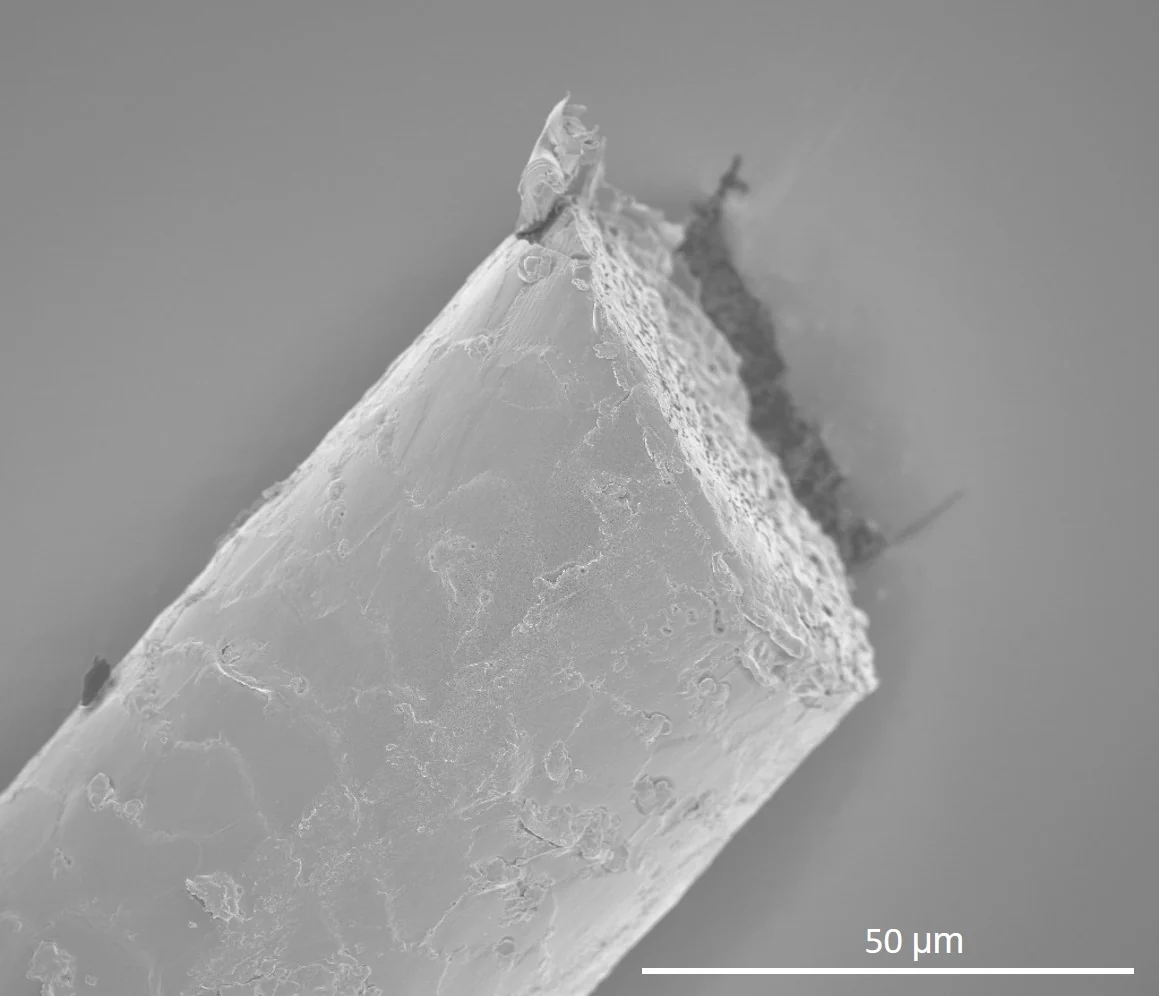 A cut human hair under a scanning electron microscope, its surface covered by overlapping cuticle scales