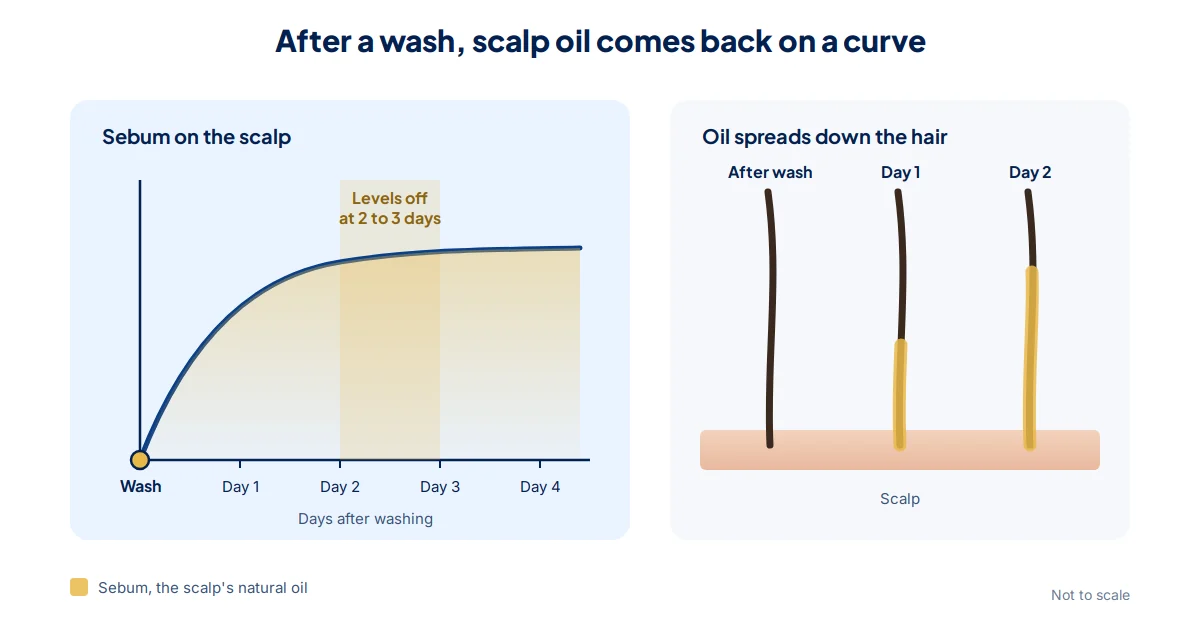 Diagram: after a wash, sebum on the scalp rises over the first day and levels off at 2 to 3 days, while it spreads further down each hair day by day