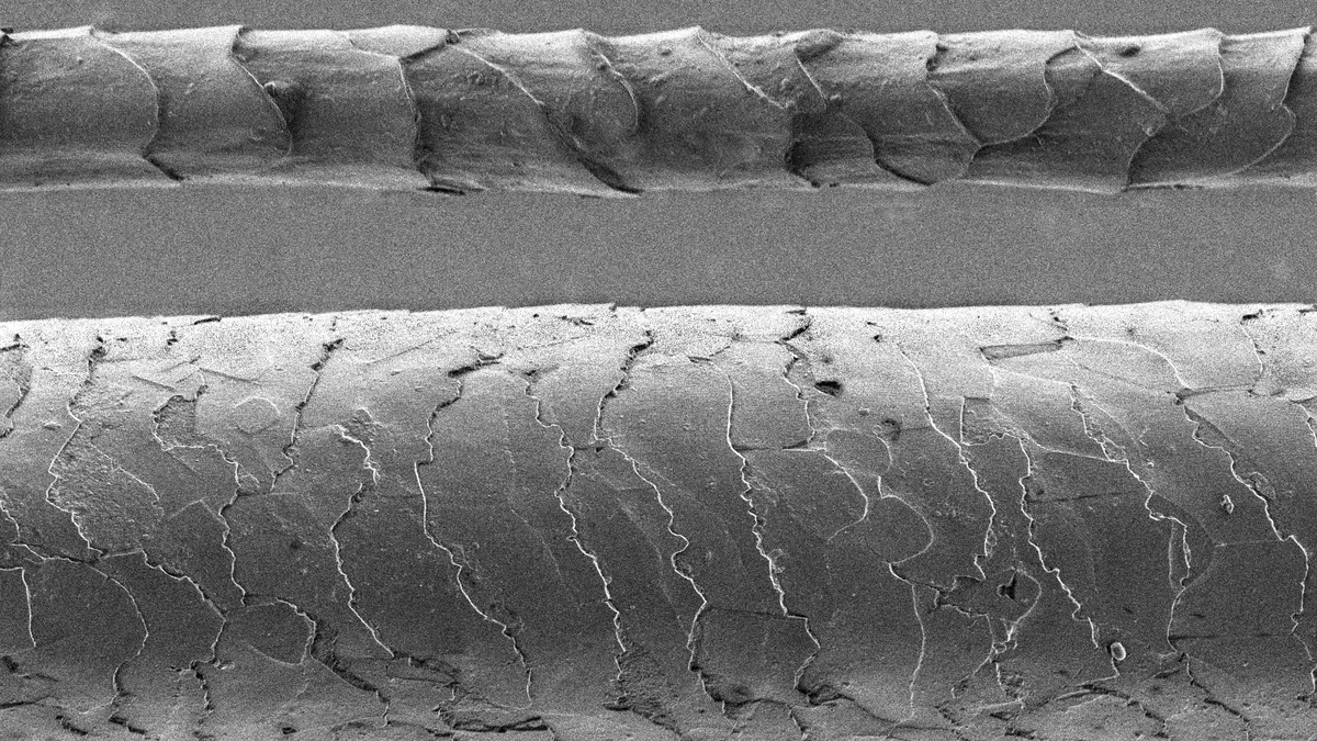 Image au microscope électronique à balayage comparant un cheveu humain épais et une fibre de laine mérinos bien plus fine