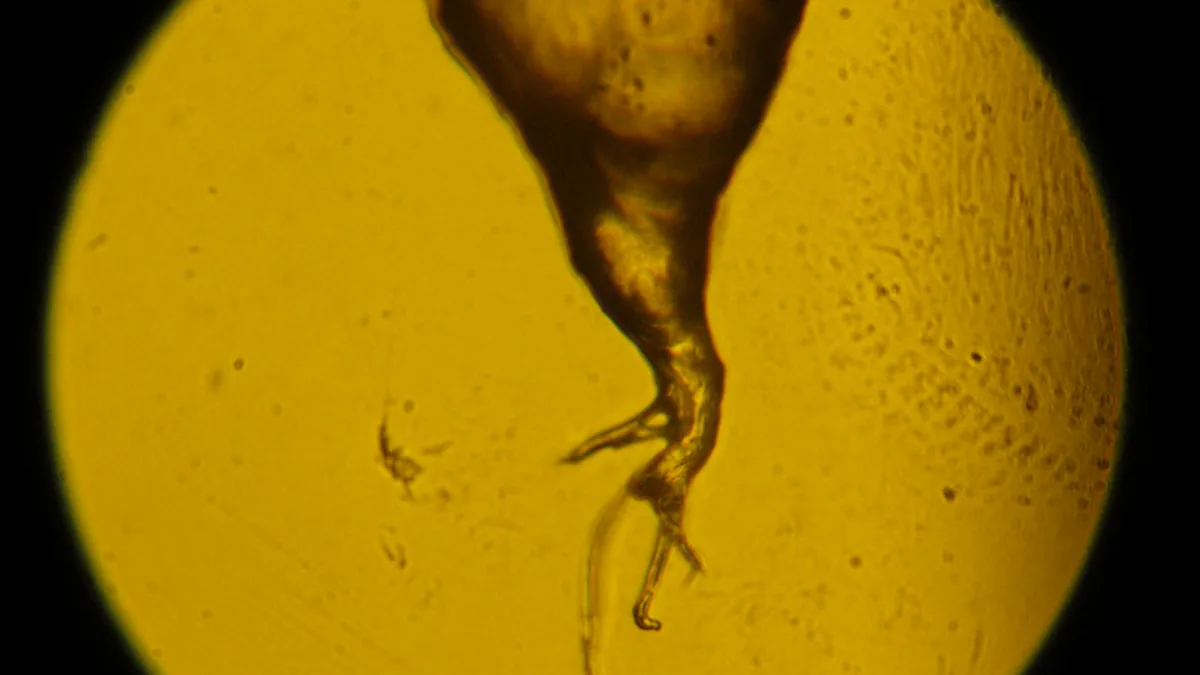 Microscope view of a single human hair root on a yellow background
