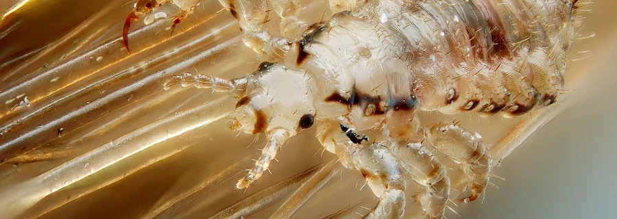 Close-up of an adult head louse holding on to hair shafts