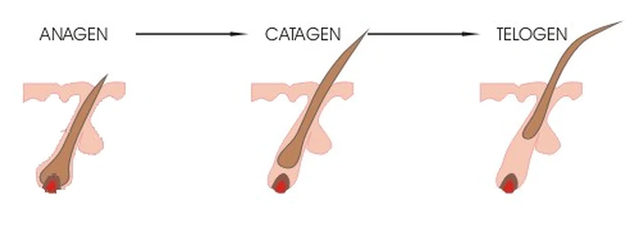 Diagram of a hair follicle in the anagen, catagen and telogen phases of the hair cycle