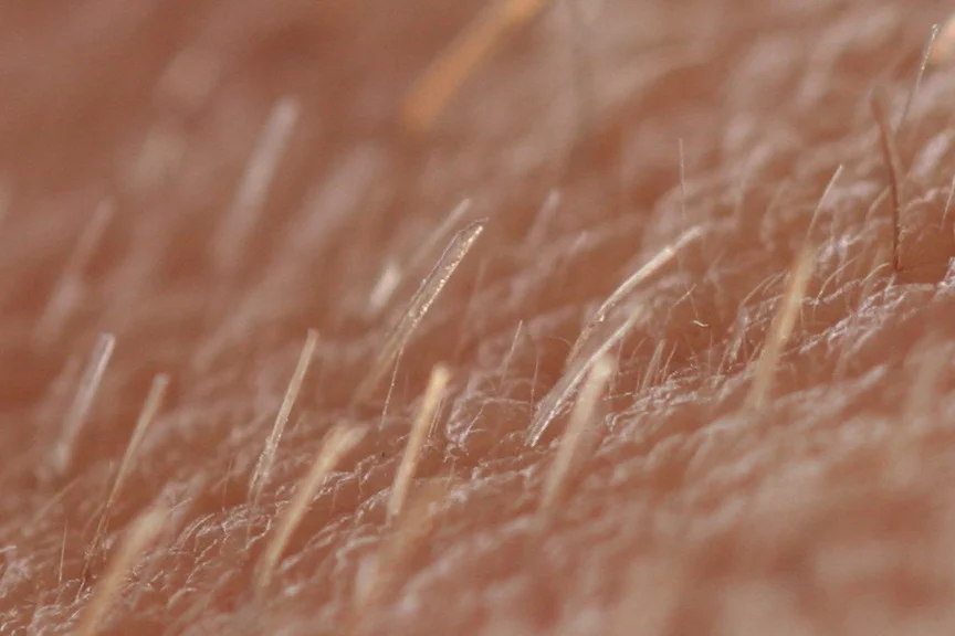 Close-up of short, fine, pale hairs on human skin